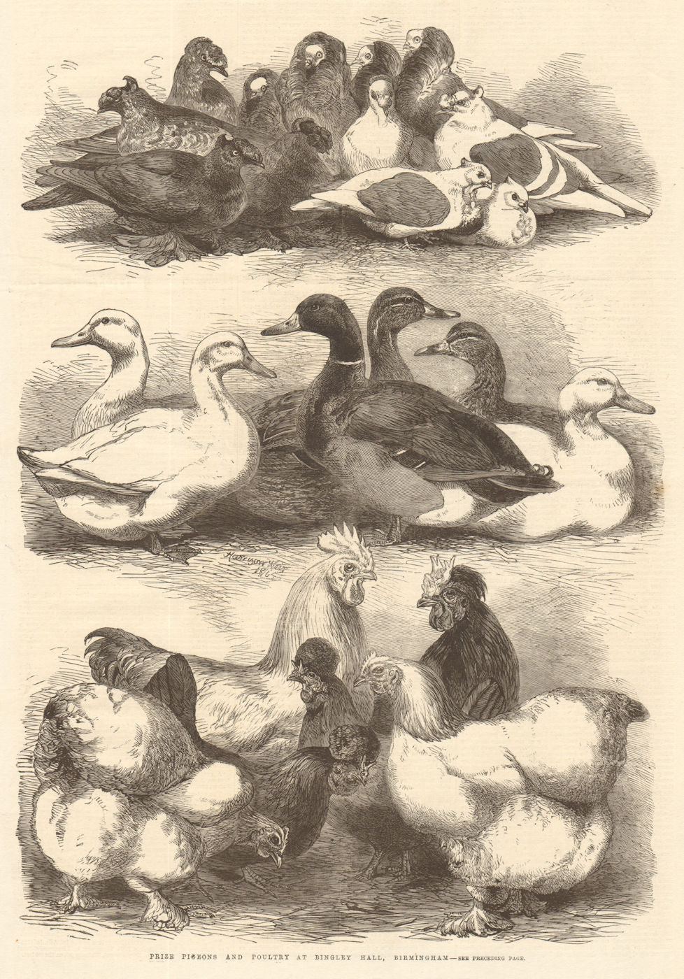 Prize pigeons & poultry at Bingley Hall, Birmingham 1864 old antique print